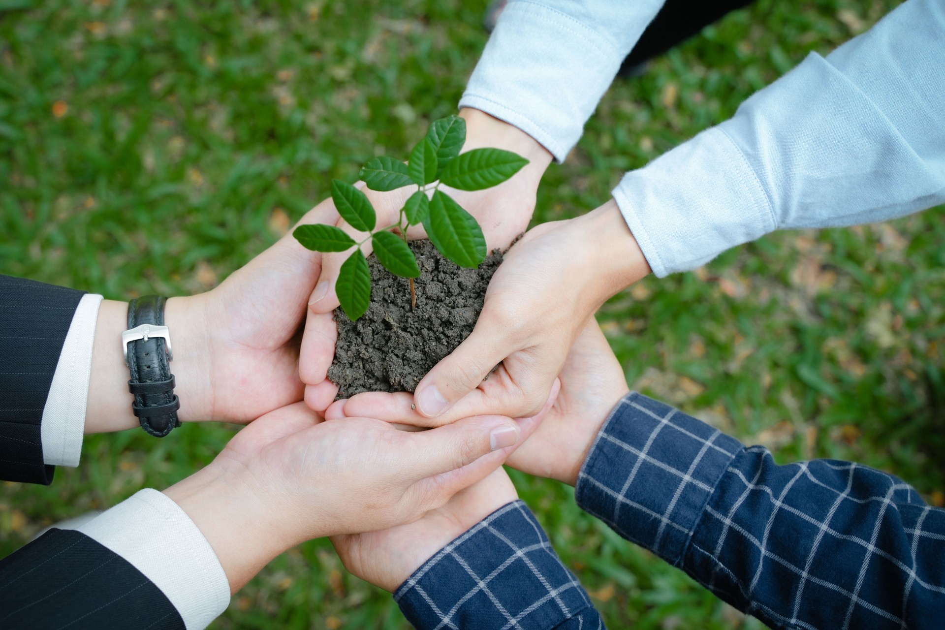 Grupo de voluntarios sosteniendo pequeñas plantas en mano. Concepto del Día Mundial del Medio Ambiente, servicio comunitario y voluntarios del grupo de naturaleza para un medio ambiente sostenible. Los voluntarios que plantan árboles están cuidando el 