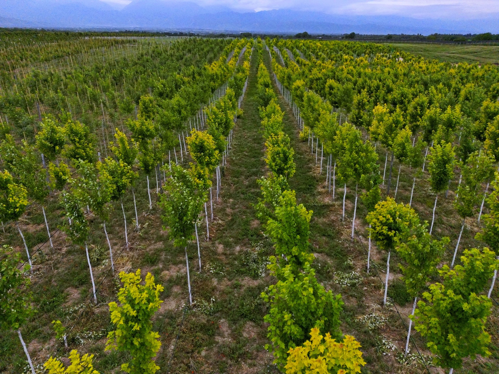 A large field with seedlings of various trees. Plant nursery. Tree sapling