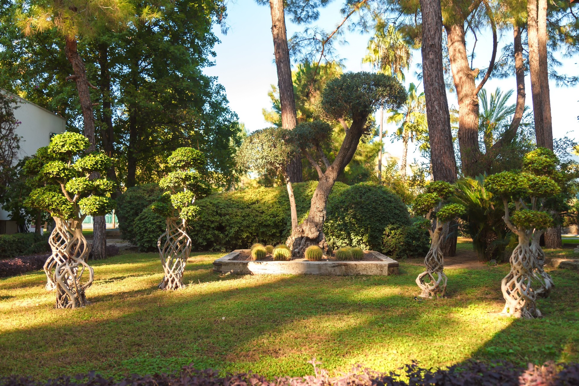 Ficus microcarp, cacti, pines, palm trees, bushes on a green lawn in the park.