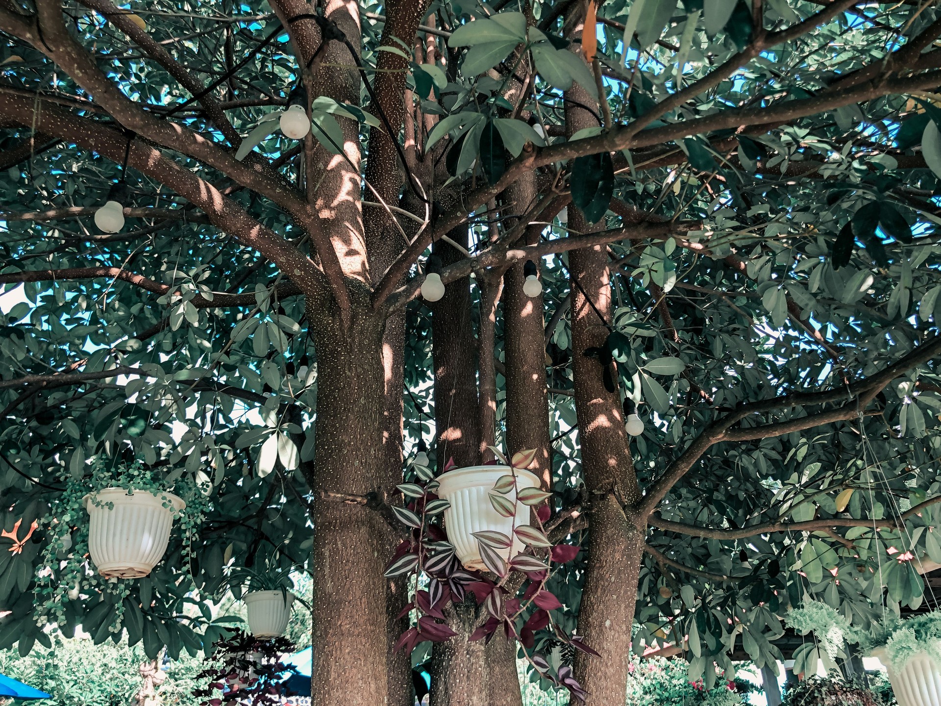 Trees and vine plant