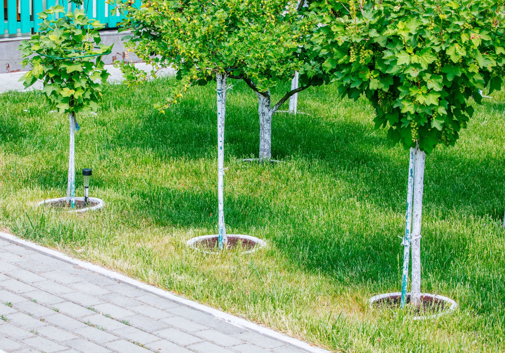 Plantación de árboles jóvenes de cerca