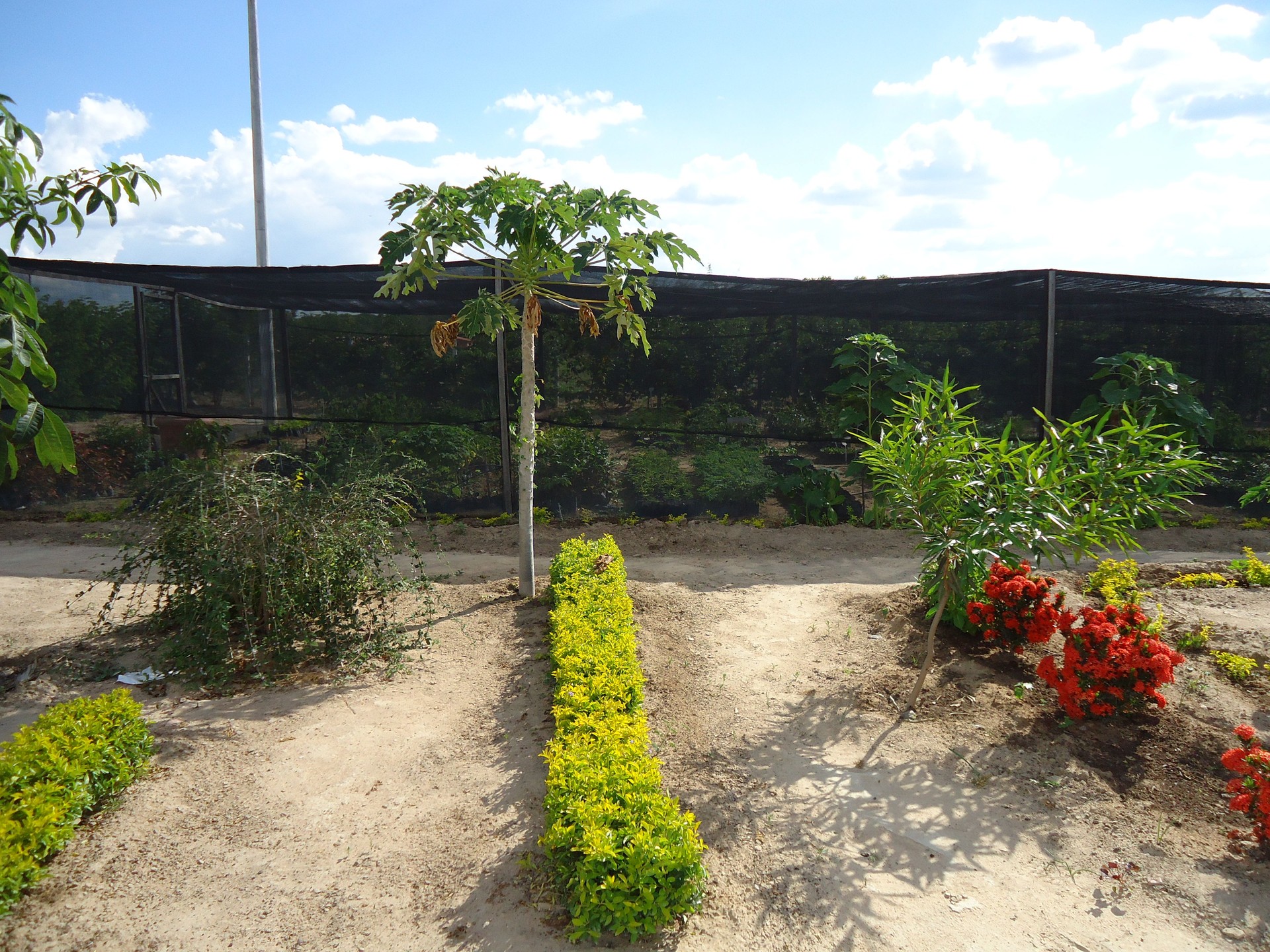 seedling production nursery with shading. Ornamental species and papaya tree in nursery