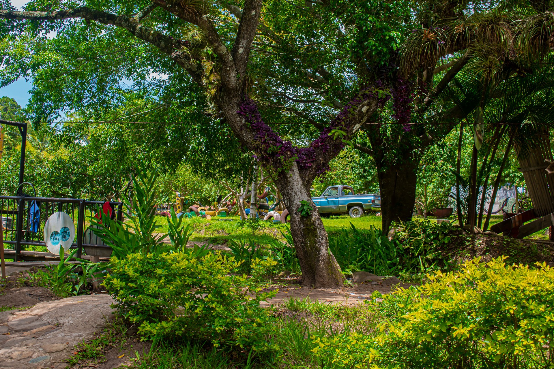 forest with green tree trunk and garden